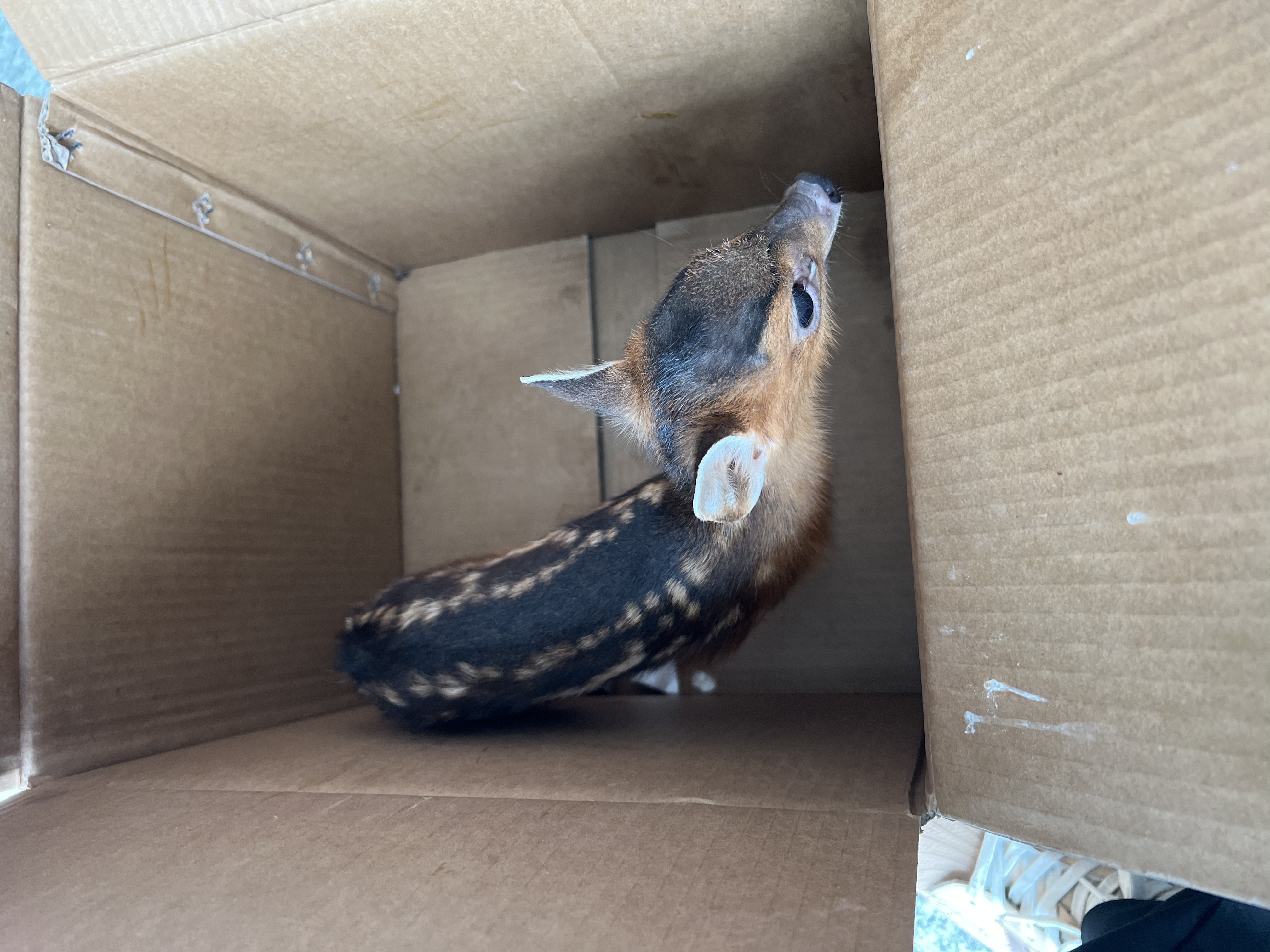 保護(hù)野生動(dòng)物 守護(hù)共同家園   ——福建金森成功救助國家"三有"保護(hù)動(dòng)物幼年山麂